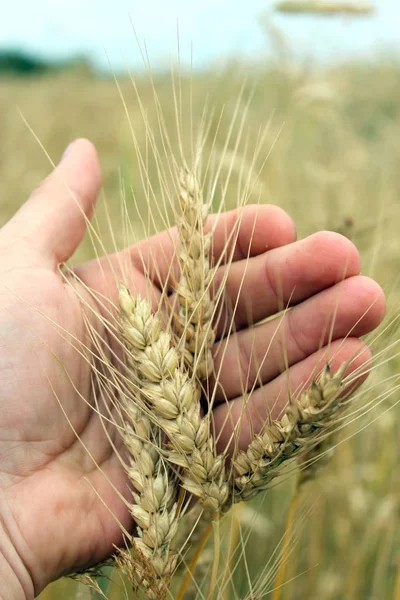 Изображение Колосьев Пшеницы Руке — стоковое фото