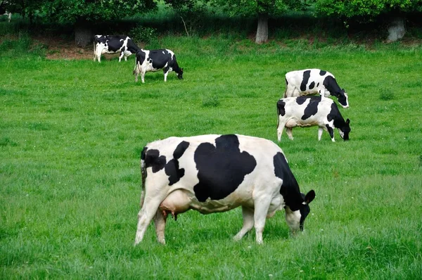 Prado Habitat Aberto Campo Vegetado Por Grama Ervas Outras Plantas — Fotografia de Stock