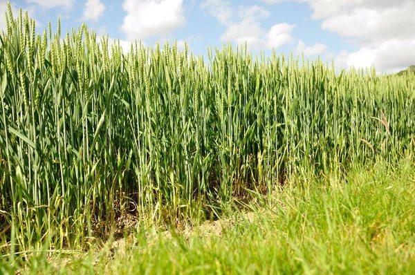 Visão Panorâmica Agricultura Foco Seletivo — Fotografia de Stock