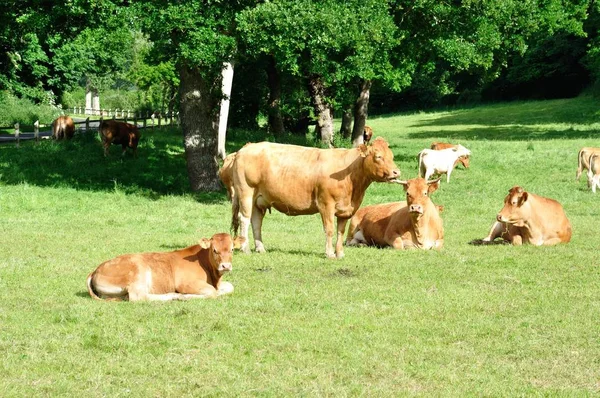 Meadow Open Habitat Field Vegetated Grass Herbs Other Non Woody — Stock Photo, Image