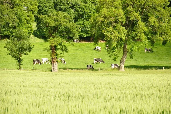 Vista Panorámica Agricultura Campo — Foto de Stock