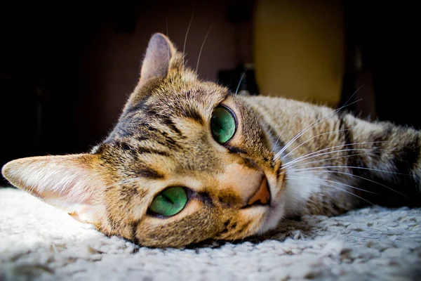 Тваринний Великий Кіт Кіт Домашній Кіт Кішки Котячий Хижак Домашні — стокове фото
