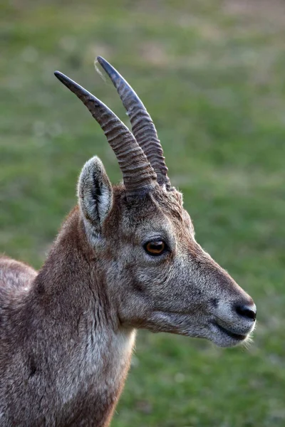 Ibex Animal Naturaleza Fauna —  Fotos de Stock