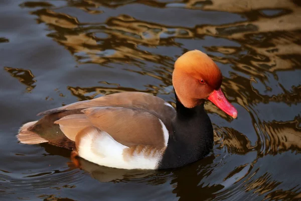 Erkek Pochard Netta Rufina Suyun Üzerinde — Stok fotoğraf