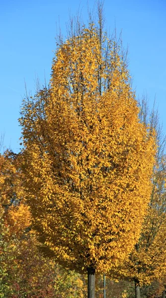 Herbstzeit Herbst Blätter Flora — Stockfoto