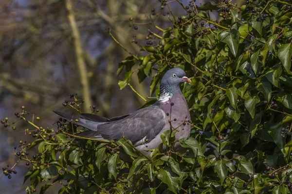 Wood Pigeon Sits Branch — Stock Photo, Image