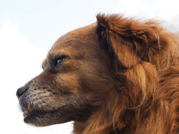 Ritratto Del Cane Animale Domestico — Foto Stock