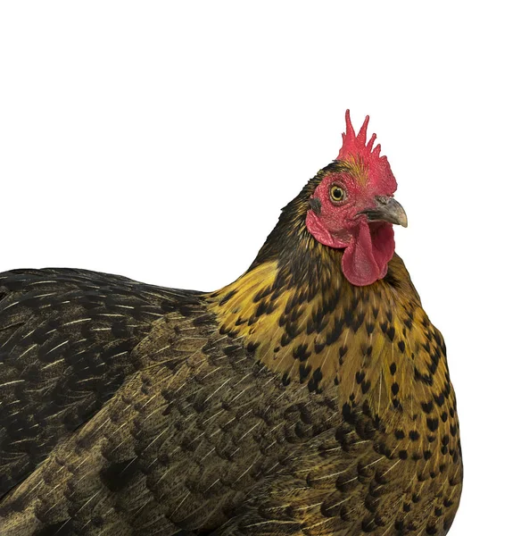 Isolated Backyard Poultry Bantam Hen Free Range Raised Fresh Organic — Stock Photo, Image