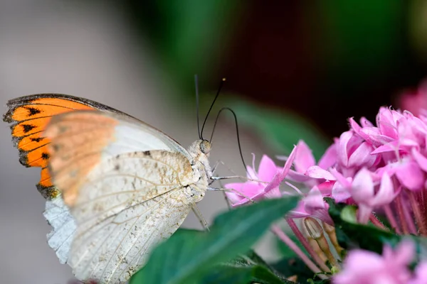 Aurorafalter Laranja Dica Anthocharis Cardaminas Masculino Chupando Néctar Uma Flor — Fotografia de Stock