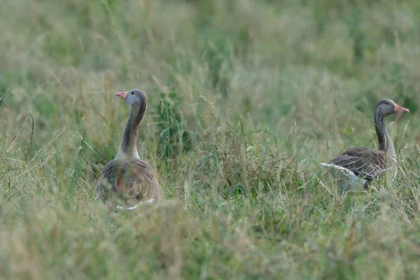 Ganso Greylag Anser Anser — Fotografia de Stock