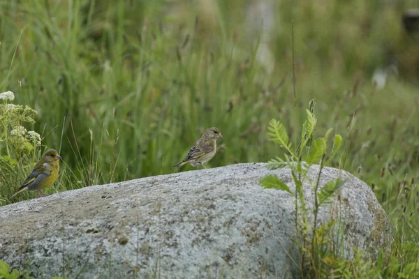 Vacker Utsikt Över Vacker Papegoja Naturen — Stockfoto