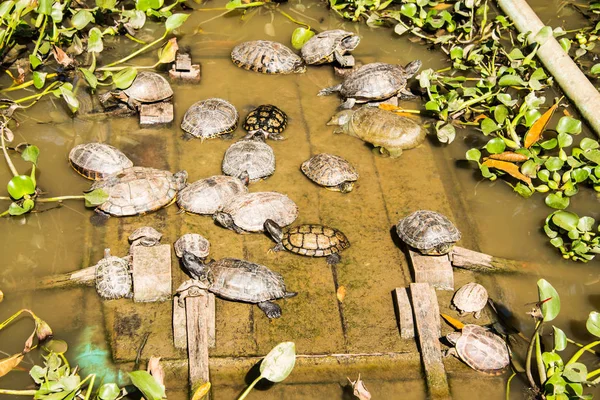 Groep Schildpadden Vijver — Stockfoto