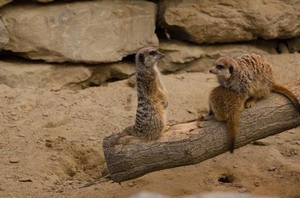 Cute Meerkat Suricatta — 스톡 사진