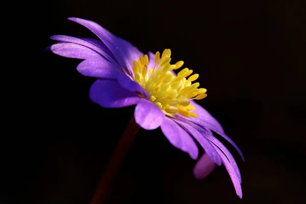 Μπαλκάν Ανεμόμυλος Anemone Blanda Πλαϊνή Όψη — Φωτογραφία Αρχείου