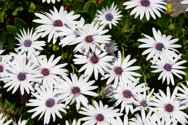 Flor Mágica Espanha — Fotografia de Stock