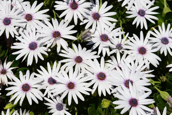 Красиві Літні Квіти Флора Ботаніка — стокове фото