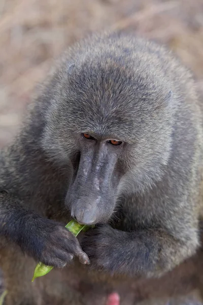 Zvířecí Témata Opice Přírodě — Stock fotografie