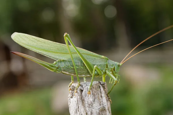 Insectensprinkhaan Krekelwants — Stockfoto