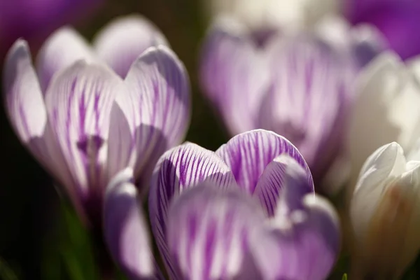 Premières Fleurs Printanières Crocus — Photo