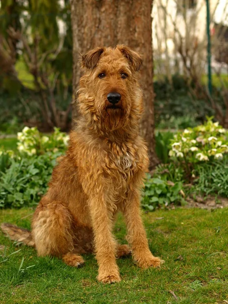 Irish Terrier Σκυλί Giacomo Από Φωλιά Του Λιονταριού — Φωτογραφία Αρχείου