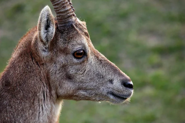 Portret Kobiety Alpejskiej Ibex Capra Ibex — Zdjęcie stockowe