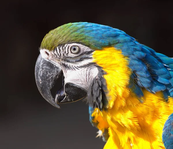 Tropischer Papageienvogel Flora Und Fauna — Stockfoto