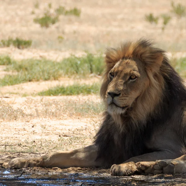 Een Leeuw Uit Kgalagadi National Park Zuid Afrika — Stockfoto