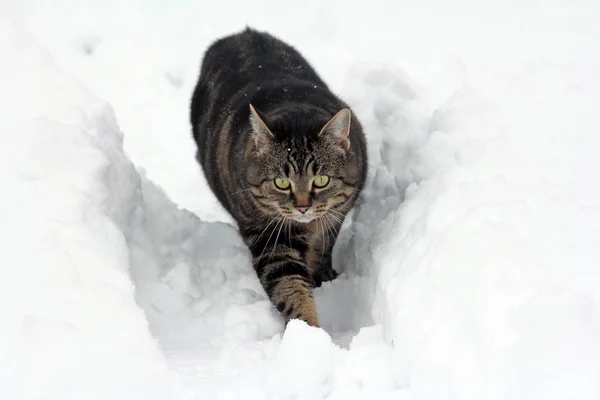 겨울에 달리는 고양이 — 스톡 사진