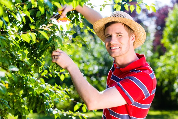 Hombre Rebanando Árbol Frutal Jardín — Foto de Stock