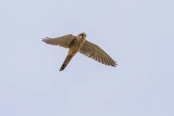 Vista Panoramica Bellissimo Uccello Gheppio — Foto Stock