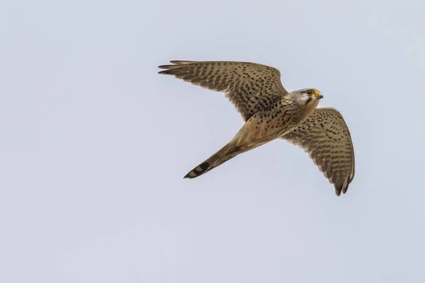 Schilderachtig Uitzicht Prachtige Torenvogel — Stockfoto