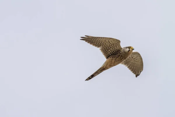Vista Panorâmica Belo Pássaro Kestrel — Fotografia de Stock