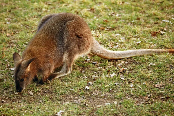Bennett Canguru Vermelho Pescoço Wallaby Macropus Rufogriseus — Fotografia de Stock
