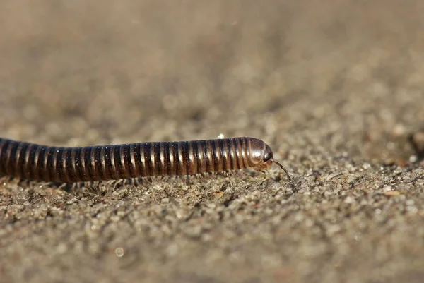 Vers Chenille Insecte Nature — Photo