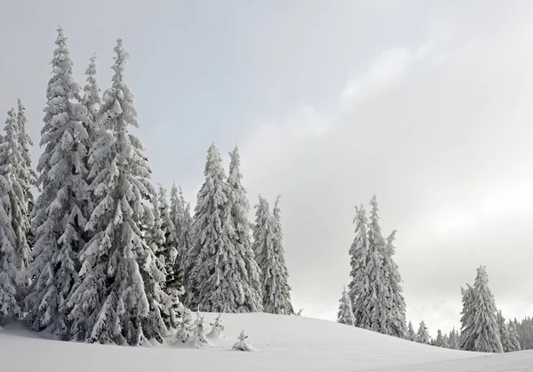 Zimní Krajina Zasněženými Stromy — Stock fotografie