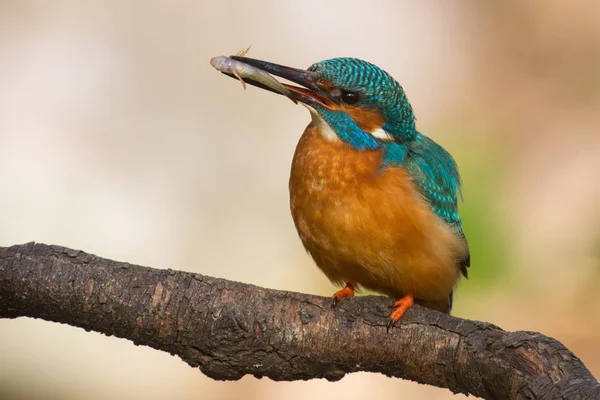 Eisvogel Mit Einem Fisch — Stockfoto