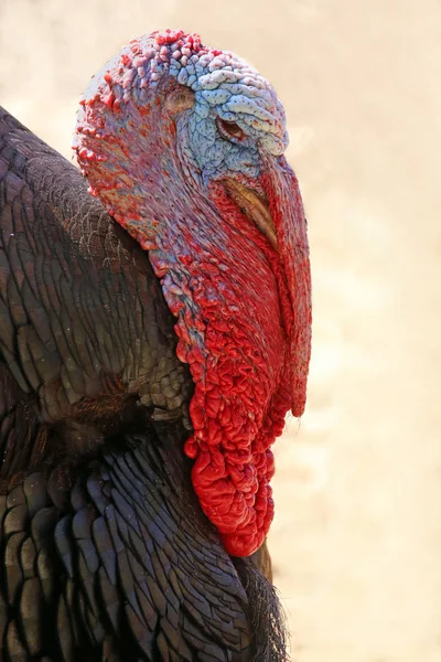 Portrait Wild Turkey Meleagris Gallopavo — Stock Photo, Image