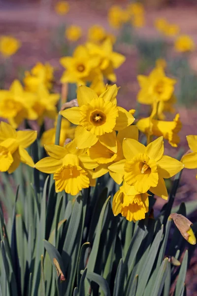 Narcisos Amarelos Como Uma Mensagem Primavera — Fotografia de Stock