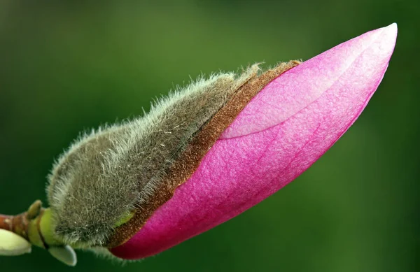 Fleurs Magnolia Pétales Fleurissent Flore Printanière — Photo