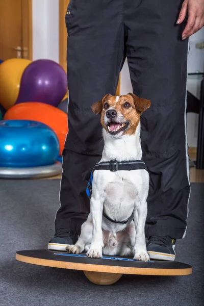 Jack Russel Exercise Equipment Stock Photo by ©PantherMediaSeller