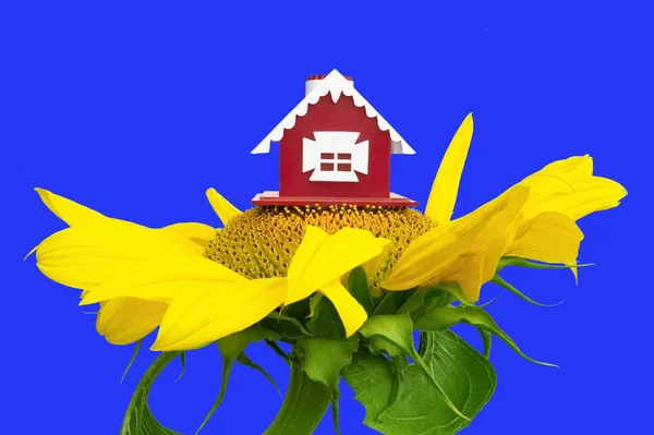 Червоний Маленький Іграшковий Будинок Соняшнику Ізольований Синьому Фоні — стокове фото
