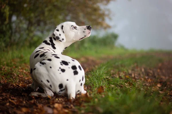 Собака Далматина Черно Белое Домашнее Животное — стоковое фото
