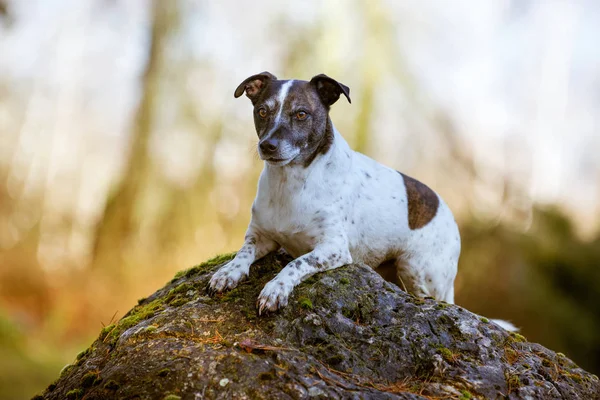 Parson Russell Terrier Una Calda Giornata Estiva — Foto Stock