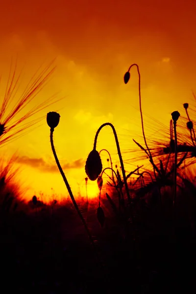 Hermosas Flores Amapolas Fondo — Foto de Stock