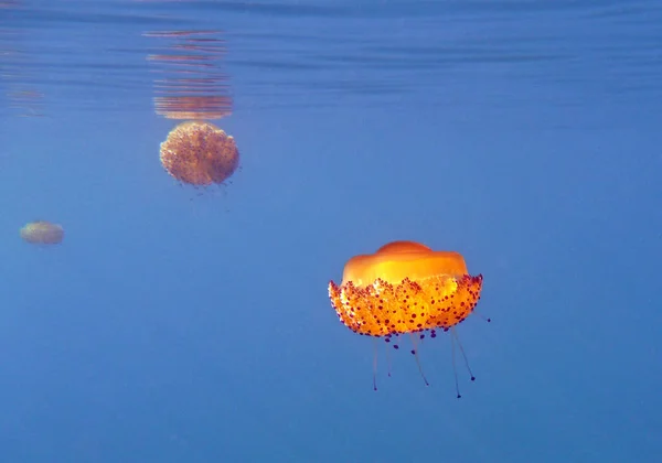 Водні Медузи Море Під Водою Морське Життя Істоти — стокове фото