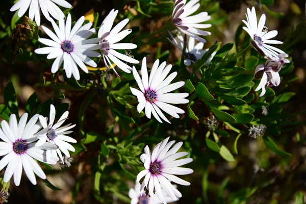 Krásné Letní Květiny Flóra Botanika — Stock fotografie