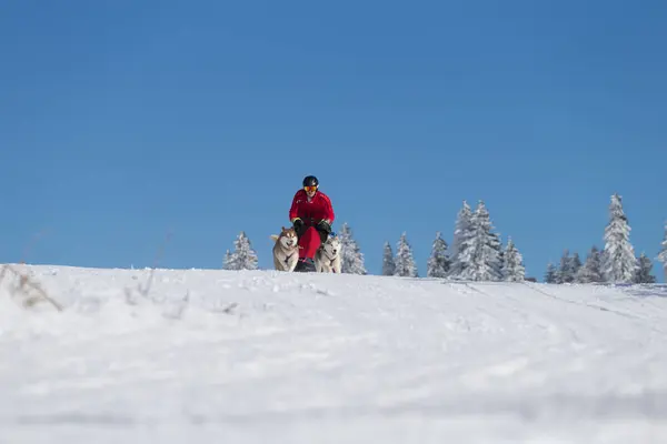 Campeonato Alemán Trineo Perro Bosque Mujer Bosque 2015 —  Fotos de Stock