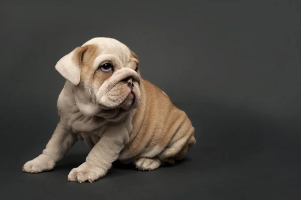 Lindo Bulldog Inglés Cachorro Sobre Fondo Gris —  Fotos de Stock