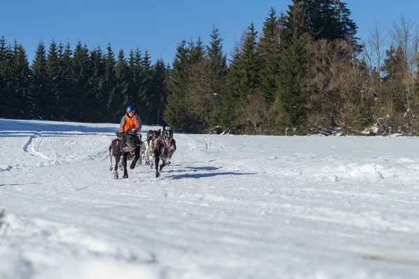 Tyska Mästerskapet Sled Dog Race Frauenwald 2015 — Stockfoto