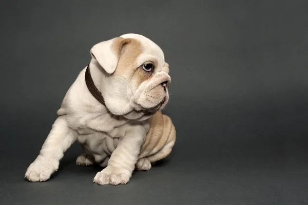 Schattig Engels Bulldog Puppy Grijze Achtergrond — Stockfoto